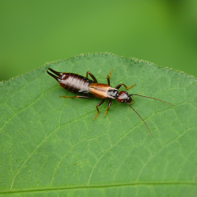 Insect Identification - Identify Florida Insects - Florida Hikes