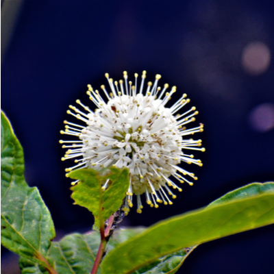 buttonbush