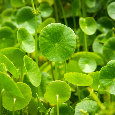 pennywort