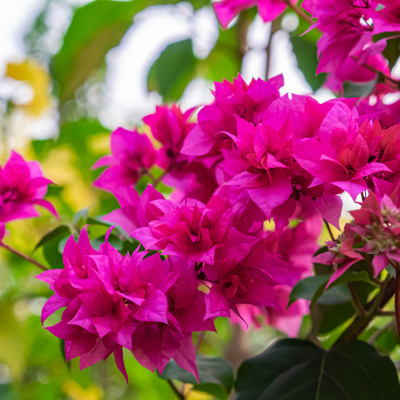 pink bougainvillea 