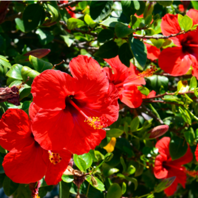 red hibiscus