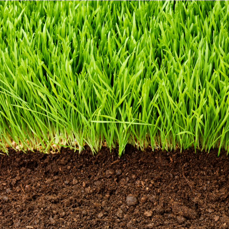 Which Nutrients Are Important For A Healthy Lawn Flowers Turf And Pest