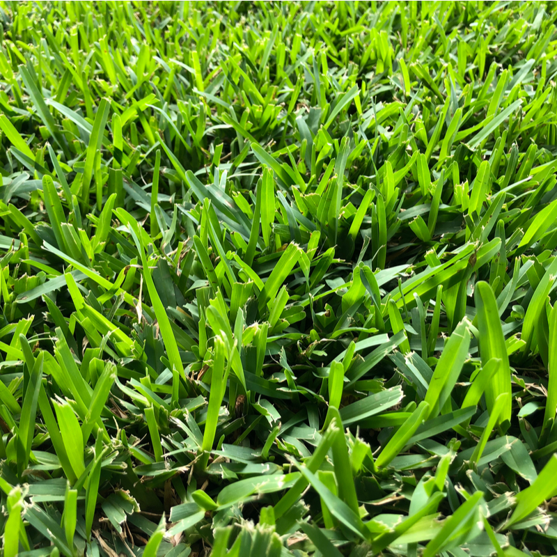 Common Lawn Fungi Ready to Destroy Your Florida Lawn This Fall ...